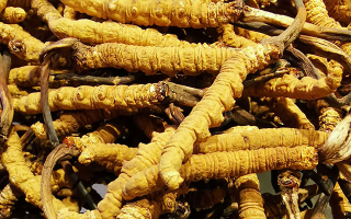 如何買正宗的冬蟲(chóng)夏草