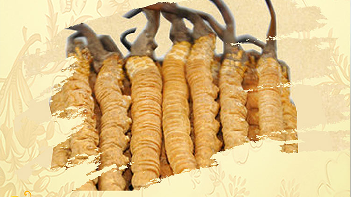 <a href=http://m.jasw8.com/ target=_blank class=infotextkey>冬蟲夏草</a>夏天如何保存