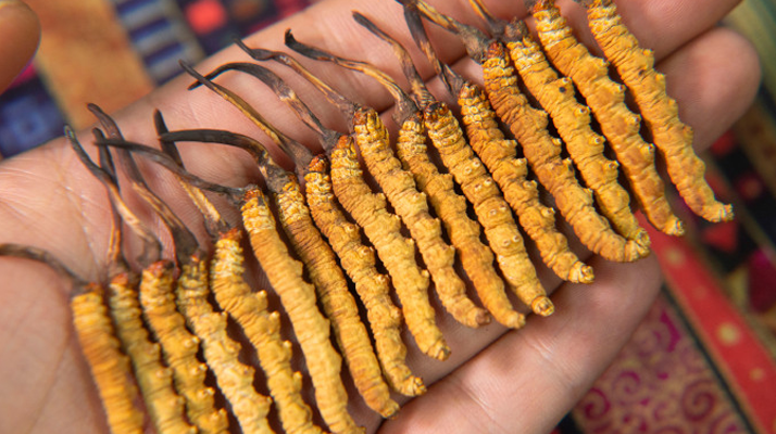 西藏那曲<a href=http://m.jasw8.com/jiage/ target=_blank class=infotextkey>冬蟲夏草多少錢</a>一克