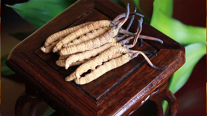 新鮮<a href=http://m.jasw8.com/jiage/ target=_blank class=infotextkey>冬蟲夏草的價(jià)格</a>一根