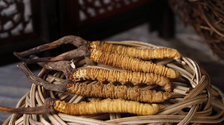 新鮮<a href=http://m.jasw8.com/jiage/ target=_blank class=infotextkey>冬蟲夏草的價格</a>一根