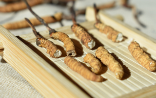 冬蟲(chóng)夏草主打什么成分