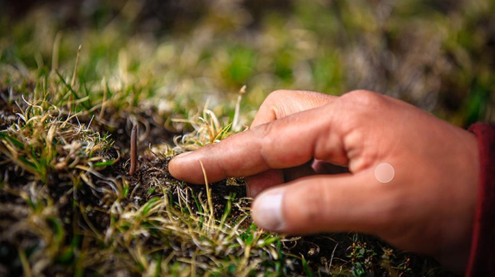 冬蟲(chóng)夏草怎么找？自然采挖與市場(chǎng)獲取全指南