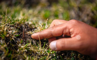 冬蟲(chóng)夏草怎么找？自然采挖與市場(chǎng)獲取全指南