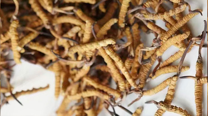 野生<a href=http://m.jasw8.com/jiage/ target=_blank class=infotextkey>冬蟲夏草價格</a>揭秘:多因素交織下的市場行情