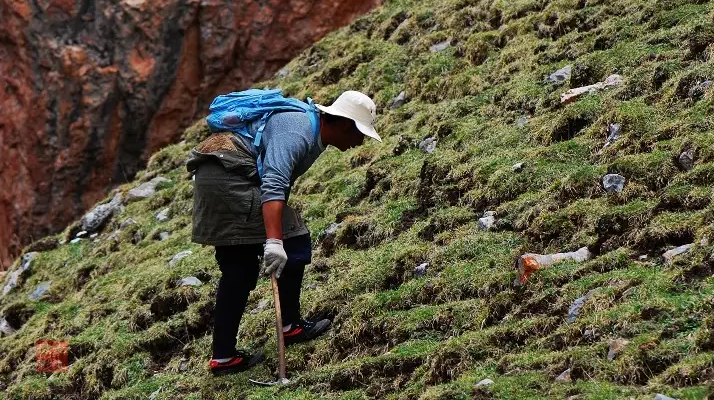 冬蟲夏草的采摘時(shí)間：自然節(jié)律與地域特性的雙重影響