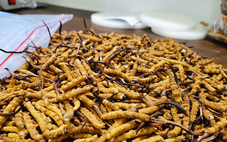 冬蟲夏草的作用與功效：傳統(tǒng)智慧與現(xiàn)代科學(xué)的雙重解讀