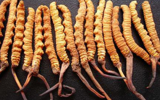 冬蟲(chóng)夏草性狀鑒別指南：掌握這7個(gè)關(guān)鍵特征，輕松辨別真?zhèn)蝺?yōu)劣