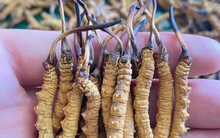 冬蟲夏草等級(jí)怎么辨別？專業(yè)指南教你識(shí)別優(yōu)劣真?zhèn)?> </div>
            <div   id=