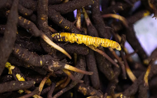 新鮮冬蟲夏草可以冷凍嗎？科學(xué)保存指南來了