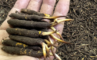 一天一根新鮮冬蟲夏草，這些功效藏不住