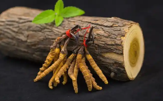 冬蟲夏草一開始長什么樣？從幼蟲到蟲草雛形的生長歷程