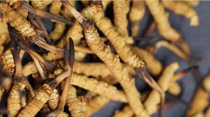 冬蟲(chóng)夏草辨別方法大全：輕松識(shí)破真?zhèn)闻c優(yōu)劣