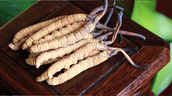 長(zhǎng)期干咳如何吃冬蟲(chóng)夏草:潤(rùn)肺止咳的科學(xué)食用指南