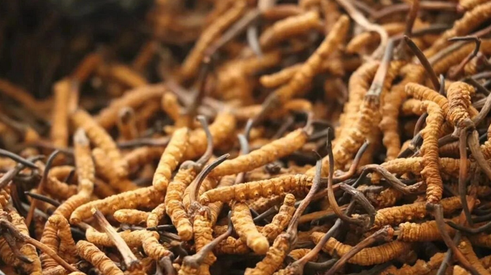 冬蟲夏草一條多少錢？單條價(jià)格的計(jì)算邏輯與實(shí)際范圍