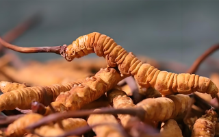 冬蟲夏草泡酒全攻略：所需材料、選材標(biāo)準(zhǔn)與準(zhǔn)備指南