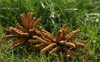 冬蟲夏草水煮燉多久才合適？精準把控時長的科學(xué)指南