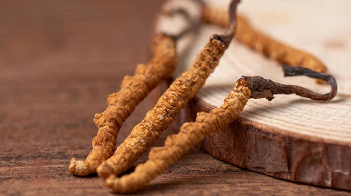 新鮮冬蟲夏草怎么保存