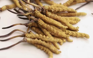 長時間吃冬蟲夏草會導致掉頭發(fā)嗎？