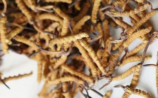 冬蟲夏草一斤多少元一根？多因素交織下的價(jià)格探秘