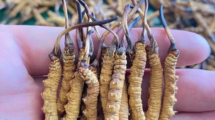 冬蟲夏草怎么辨別真假？6 個實用鑒別方法