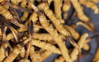 冬蟲夏草斷草多少錢一克？影響價格的關(guān)鍵因素解析