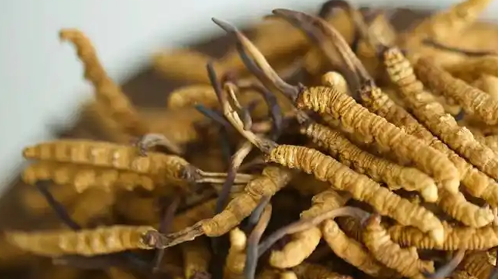 解密 “大個(gè)頭” 冬蟲夏草：何為優(yōu)質(zhì)大蟲草，價(jià)值何在？