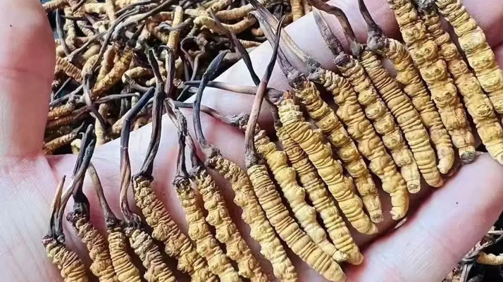 冬蟲夏草采收時(shí)間詳解：把握黃金期，守護(hù)珍稀資源