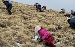 冬蟲夏草采挖看月份！4-7月各產(chǎn)區(qū)差異大，5-6月是“黃金窗口”
