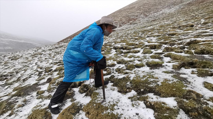 西藏挖冬蟲(chóng)夏草在什么時(shí)候 