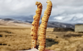 一根冬蟲夏草多少錢？2025 年價格拆解與選購指南