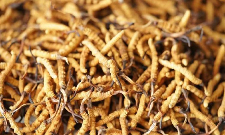 解密冬蟲夏草頭期蟲草：品質(zhì)優(yōu)勢與鑒別指南