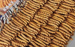 斷的冬蟲夏草：效果是否打折？科學(xué)解讀與實用建議