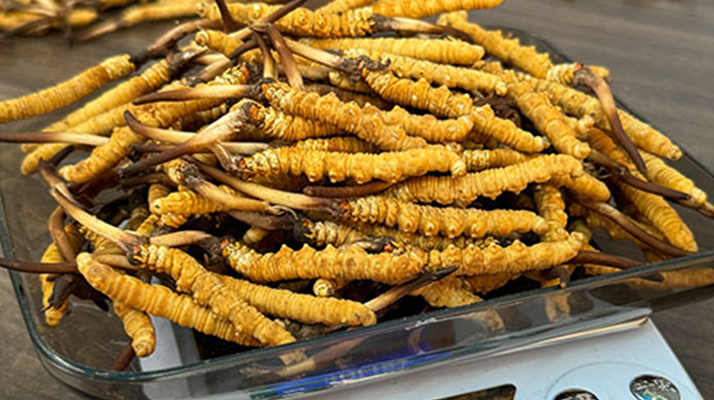 新鮮冬蟲夏草一次吃幾根？科學(xué)用量指南來了?