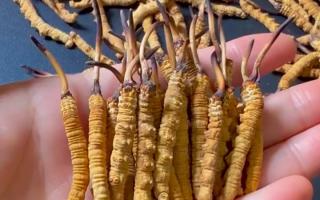 真假冬蟲夏草怎么辨別？5 個(gè)實(shí)用方法 + 避坑指南