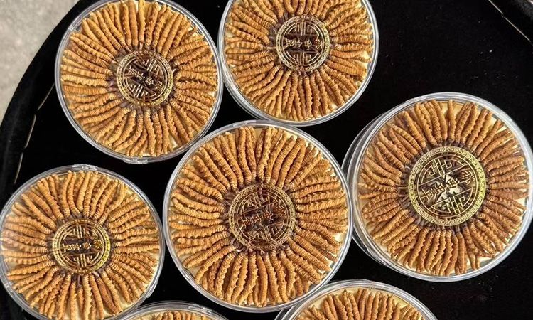 什么白酒適合泡冬蟲(chóng)夏草