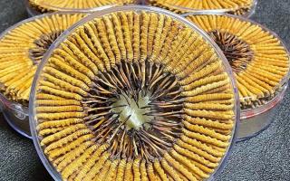 冬蟲夏草一斤價(jià)格多少？2025 年行情揭秘，差價(jià)竟達(dá)數(shù)十倍