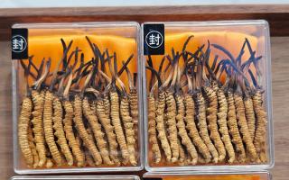 冬蟲夏草現(xiàn)在多少錢一克？2025 年克價揭秘，差價達 5 倍