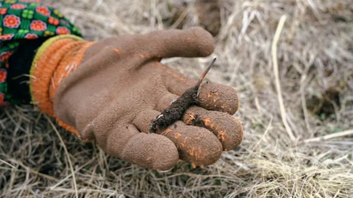 冬蟲夏草禁采之后 