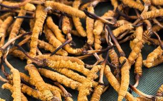 2025 冬蟲夏草市場行情：野生稀缺與人工崛起的新格局