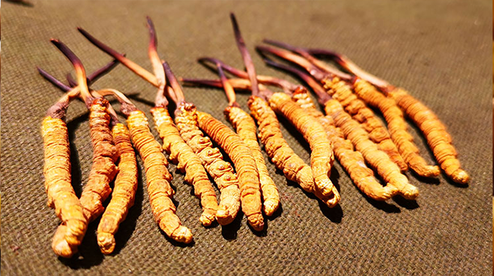 冬蟲夏草泡水：每次放多少水才合適？