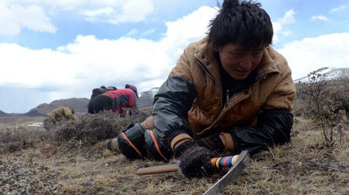 那曲<a href=http://m.jasw8.com/sdph/wacr/ target=_blank class=infotextkey>挖草人</a>阿旺的蟲草采摘時(shí)間表 