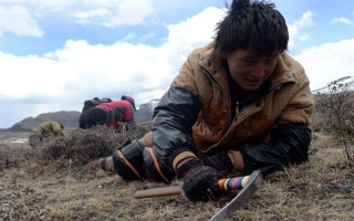 那曲挖草人阿旺的蟲草采摘時間表：跟著草原節(jié)氣走，不錯過每根好蟲草