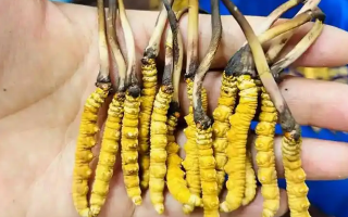 鮮冬蟲夏草可以泡開水嗎？科學(xué)沖泡方法與營養(yǎng)保留指南