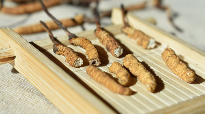 斷的<a href=http://m.jasw8.com/ target=_blank class=infotextkey>冬蟲夏草</a>一克啥價(jià) 