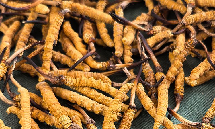 燉了二十年蟲草湯，這口感我太熟了，跟你細細說