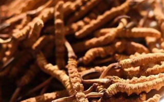 冬蟲(chóng)夏草采后保存指南：鎖住營(yíng)養(yǎng)，延長(zhǎng)鮮度?