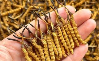 東強堂科普：冬蟲夏草保存期多久？源頭品牌教你科學鎖鮮