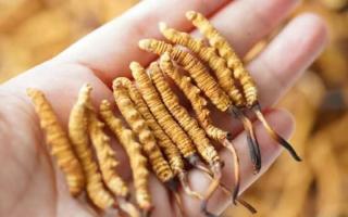 東強堂科普：3克冬蟲夏草是幾根？那曲源頭品牌教你精準換算