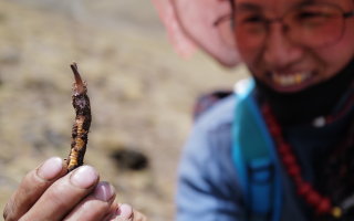  冬蟲夏草的產(chǎn)地溯源方法有哪些？